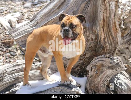 Roter Bulldogge im Winterschnee auf einem Baumstumpf stehend, der für ein Foto posiert Stockfoto