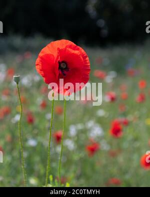 Ein leuchtend roter Mohn auf einer Wiese aus Mohnblumen und Gänseblümchen Stockfoto