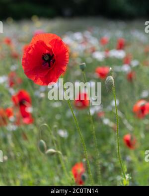 Ein leuchtend roter Mohn auf einer Wiese aus Mohnblumen und Gänseblümchen Stockfoto