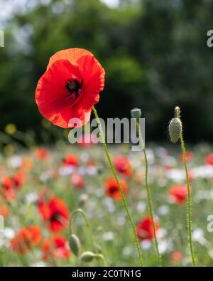 Ein leuchtend roter Mohn auf einer Wiese aus Mohnblumen und Gänseblümchen Stockfoto