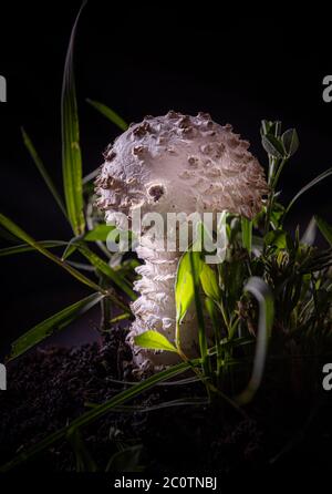 Nahaufnahme des schönen weißen jungen Amanita Pilzes auf schwarzem Hintergrund. Es ist eine seltene Sorte von amanita, genannt vittadinnii. Als essbar in betrachtet Stockfoto