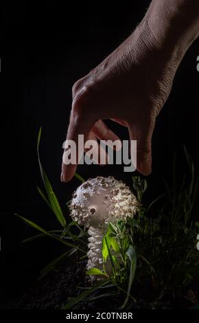 Nahaufnahme eines kleinen weißen Amanita Pilzes auf Schwarz. Es ist eine seltene Sorte von amanita, genannt vittadinnii. In einigen Ländern als essbar angesehen. Hand Stockfoto