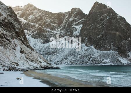 Surfer am Strand von Kvalvika in Lofoten. Stockfoto