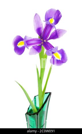 Violette Irisblume Stockfoto