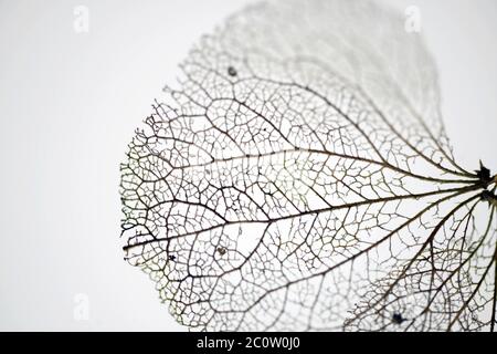 Nahaufnahme einer verwelkten Hortensienblume Stockfoto