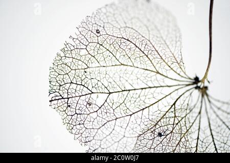 Nahaufnahme einer verwelkten Hortensienblume Stockfoto