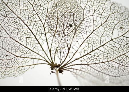 Nahaufnahme einer verwelkten Hortensienblume Stockfoto