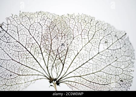 Nahaufnahme einer verwelkten Hortensienblume Stockfoto