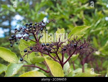 Schwarze Holunder Sambucus nigra Beeren Stockfoto