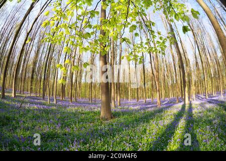 Sonniger Frühlingswald mit blühenden Bluebells Stockfoto