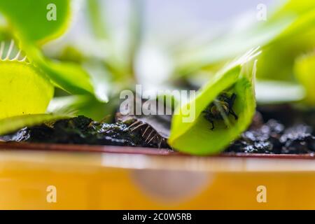 venusfliegenfalle (dionaea muscipula) in einer Vase bei sommerlicher Sonne mit einer gefangenen Fliege Stockfoto