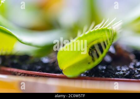 venusfliegenfalle (dionaea muscipula) in einer Vase bei sommerlicher Sonne mit einer gefangenen Fliege Stockfoto