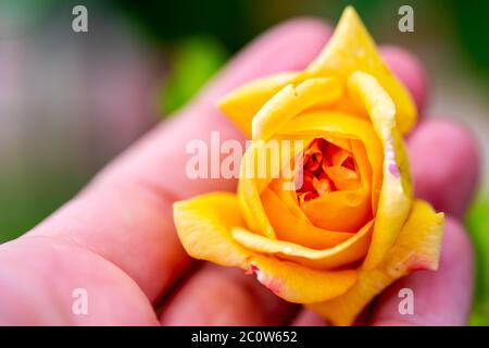 Gelb leuchtende Rosen (rosales) in strahlendem Sonnenschein Stockfoto