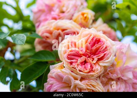 Weiße glühende Rosen (rosales) in strahlendem Sonnenschein Stockfoto