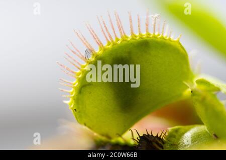 venusfliegenfalle (dionaea muscipula) in einer Vase bei sommerlicher Sonne mit einer gefangenen Fliege Stockfoto