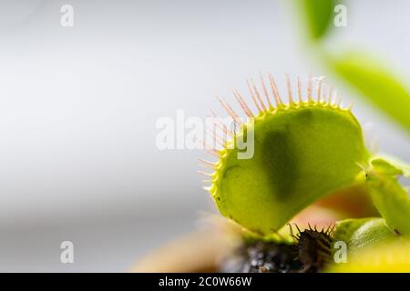 venusfliegenfalle (dionaea muscipula) in einer Vase bei sommerlicher Sonne mit einer gefangenen Fliege Stockfoto