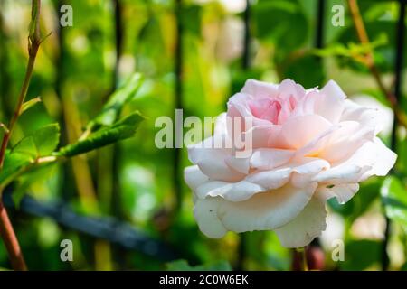 Weiße glühende Rosen (rosales) in strahlendem Sonnenschein Stockfoto