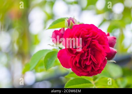 Rot glühende Rosen (rosales) in strahlendem Sonnenschein Stockfoto