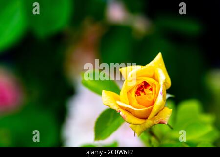 Gelb leuchtende Rosen (rosales) in strahlendem Sonnenschein Stockfoto