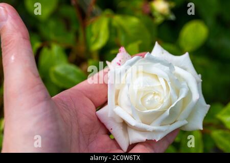 Weiße glühende Rosen (rosales) in strahlendem Sonnenschein Stockfoto