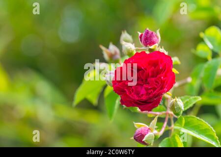 Rot glühende Rosen (rosales) in strahlendem Sonnenschein Stockfoto