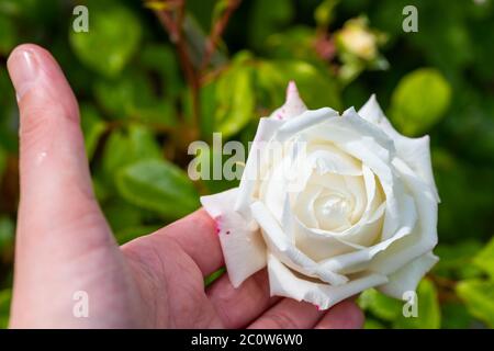 Weiße glühende Rosen (rosales) in strahlendem Sonnenschein Stockfoto