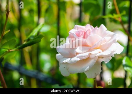 Weiße glühende Rosen (rosales) in strahlendem Sonnenschein Stockfoto