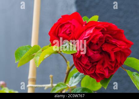 Rot glühende Rosen (rosales) in strahlendem Sonnenschein Stockfoto