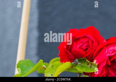 Rot glühende Rosen (rosales) in strahlendem Sonnenschein Stockfoto