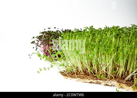 Luzerne und Rotkohl mikrogrün, Nahaufnahme, auf weißem Hintergrund, Kopierraum. Stockfoto