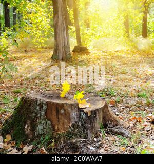 Alter Baumstumpf im Herbstpark und syn. Stockfoto