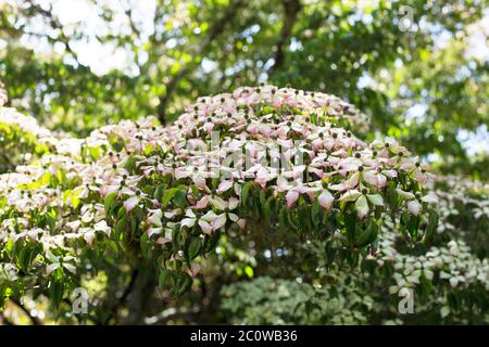 Cornus Kousa, Nahaufnahme. Stockfoto