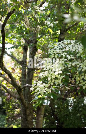 Cornus Kousa, Nahaufnahme. Stockfoto