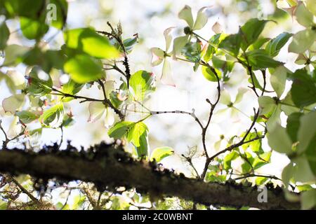 Cornus Kousa, Nahaufnahme. Stockfoto