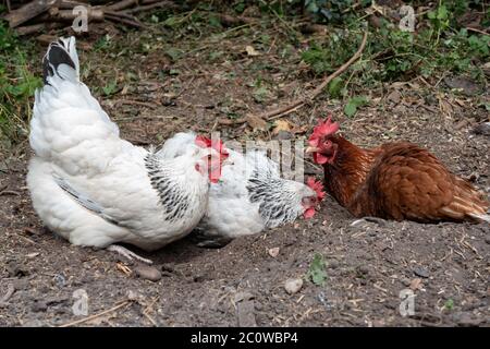 Freihühner genießen ein Staubbad in einem Garten. Britische Inseln Stockfoto