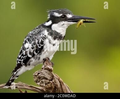 pied-Kinfisher mit Fisch Stockfoto