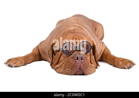 Frau Frauen einzelne isolierte Mode Dame weiblichen Haustier romantische Bull Beach zu studieren Stockfoto