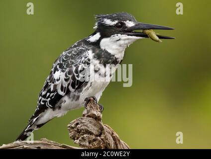 pied-Kinfisher mit Fisch Stockfoto