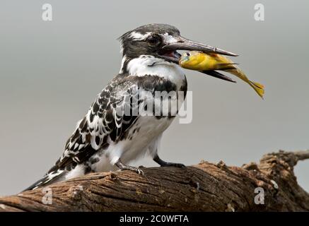 pied-Kinfisher mit Fisch Stockfoto