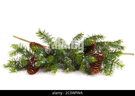 Tannenzapfen mit Tannenzweigen. Kegel und Weihnachtsbaum isoliert auf weiss. Stockfoto