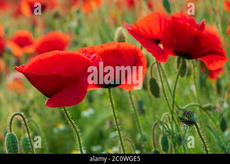 Nahaufnahme von Mohn im Abendlicht sanft beleuchtet, Fokus auf Vordergrund Stockfoto