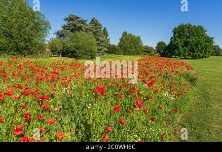 Mohn und Wildblumen am Plock Court, gepflanzt von der University of Gloucestershire, um die Biodiversität in der Nähe des Oxstalls Campus zu fördern Stockfoto