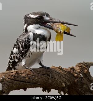 pied-Kinfisher mit Fisch Stockfoto