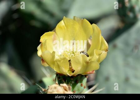 Kaktusblüte mit Biene in Athen, Griechenland Stockfoto