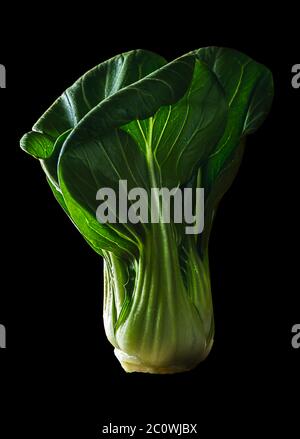 Bok Choy auf dunklem Hintergrund, isoliert. Stockfoto