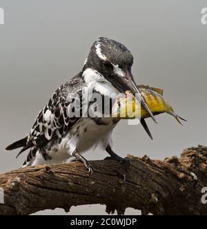 pied-Kinfisher mit Fisch Stockfoto