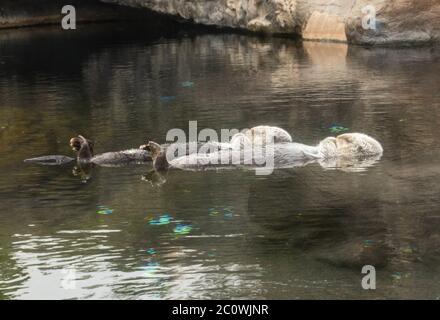 Zwei Seeotter schlafen, während sie auf dem Rücken im Wasser schwimmen Stockfoto