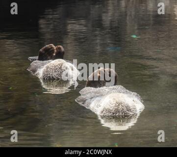 Zwei schlafende Seeotter schweben auf dem Rücken, die Flossen am Rücken stehen Stockfoto