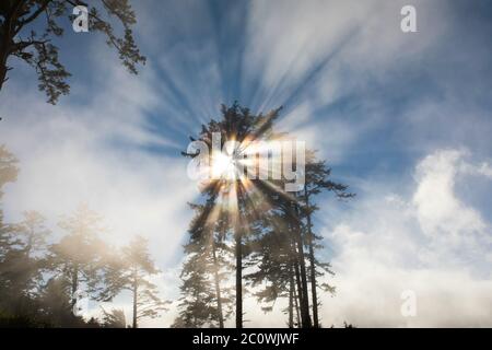 Sonne, die durch die Bäume scheint und Nebel erzeugt einen einzigartigen Blick entlang der Küste in Oregon Stockfoto