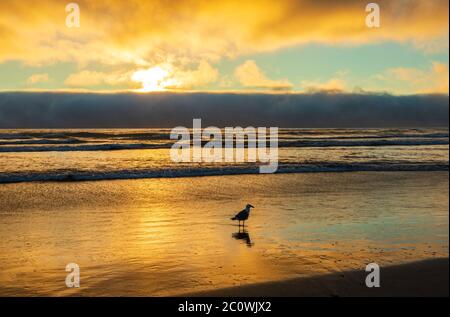 Meeresmöwe steht im Wasser am Cannon Beach in Oregon mit einem leuchtend orangefarbenen Sonnenuntergang, der über dem Himmel leuchtet und sich im Wasser spiegelt Stockfoto